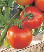 Pik Ripe 461